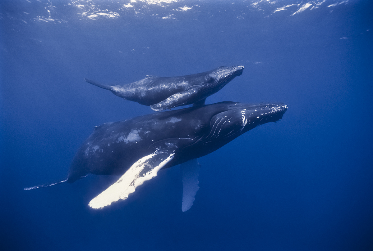 Humpback whales (Megaptera novaeangliae) is a member of the family Balaenopteridae whales whose diet consists mostly of krill and small fish. Adults range in length from 14–17 m (46–56 ft) and weigh up to 40 metric tons (44 short tons).