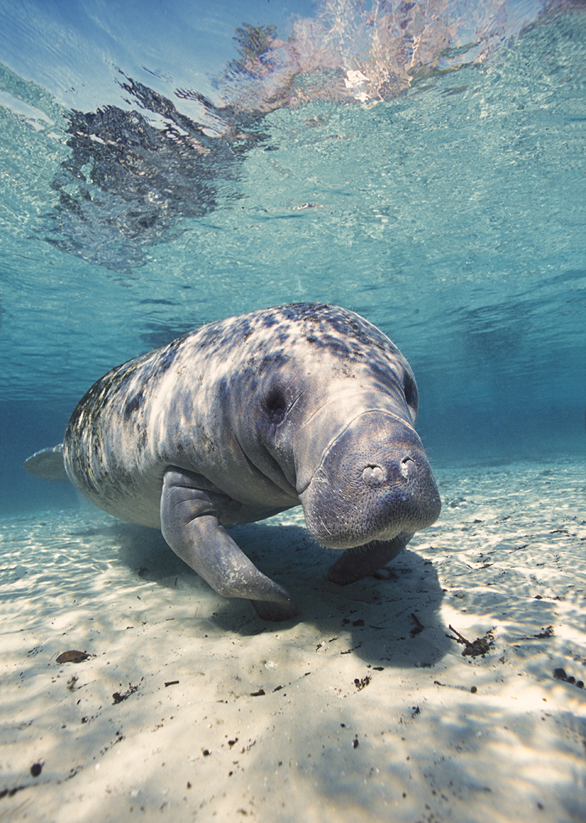 West Indian manatee (Trichechus manatus), also known as the North American manatee, is a large, aquatic mammal native to warm coastal areas of the Caribbean, from the Eastern United States to northern Brazil.