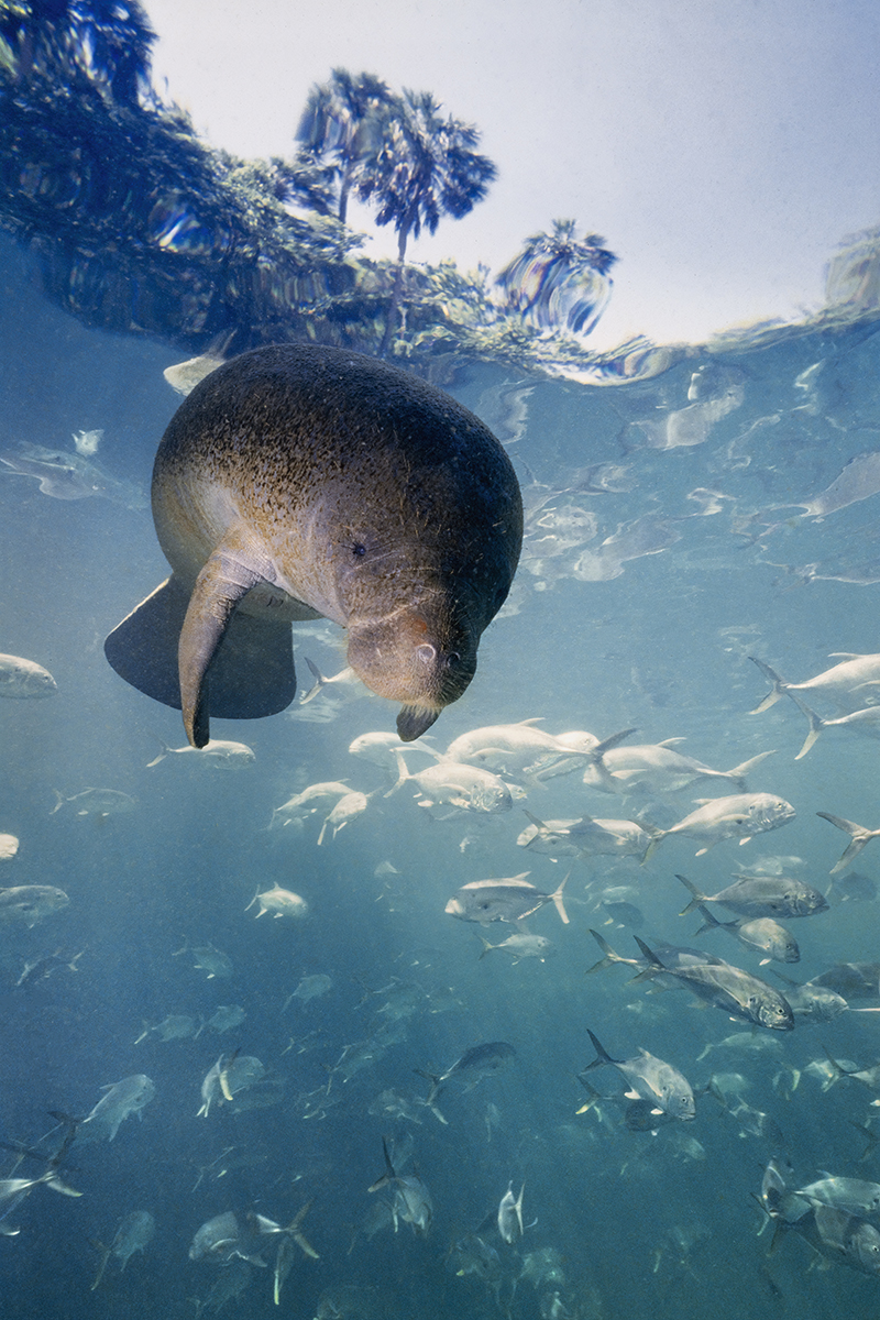 West Indian manatee (Trichechus manatus), also known as the North American manatee, is a large, aquatic mammal native to warm coastal areas of the Caribbean, from the Eastern United States to northern Brazil.