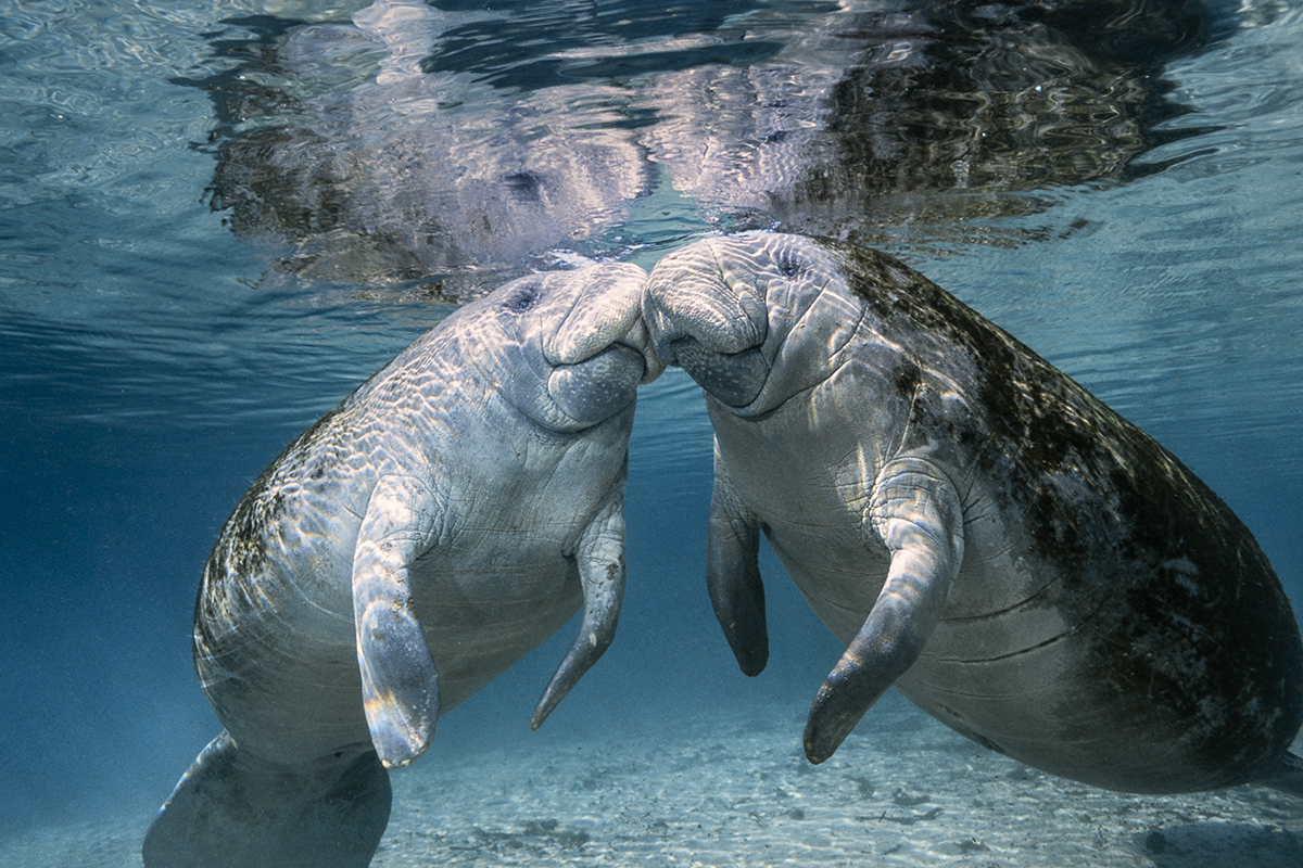 West Indian manatee (Trichechus manatus), also known as the North American manatee, is a large, aquatic mammal native to warm coastal areas of the Caribbean, from the Eastern United States to northern Brazil.