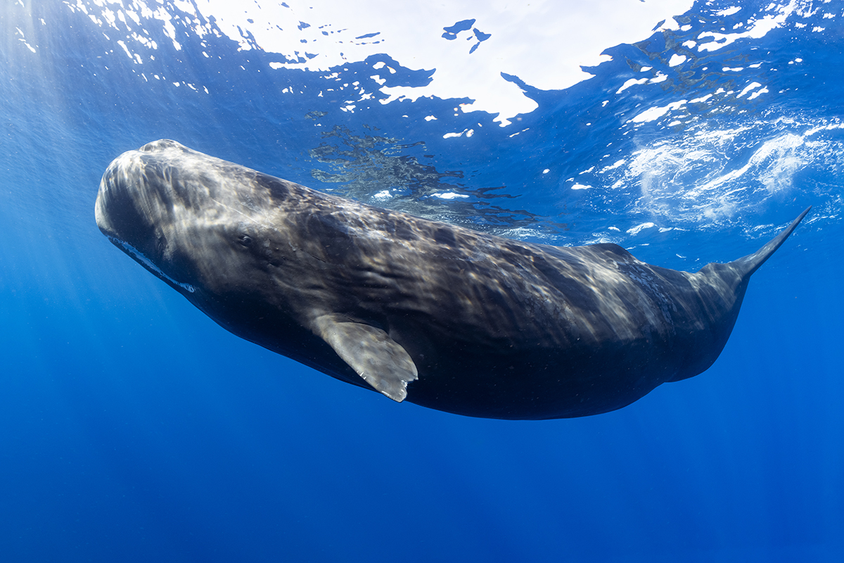 Sperm whale or cachalot (Physeter macrocephalus) is the largest of the toothed whales and the largest toothed predator. Mature males average 16 metres (52 ft) in length, with the head representing up to one-third of the animal's length. To hunt for their prey (large deep sea squid) sperm whales routinely dive to 2,250 metres (7,380 ft) down.