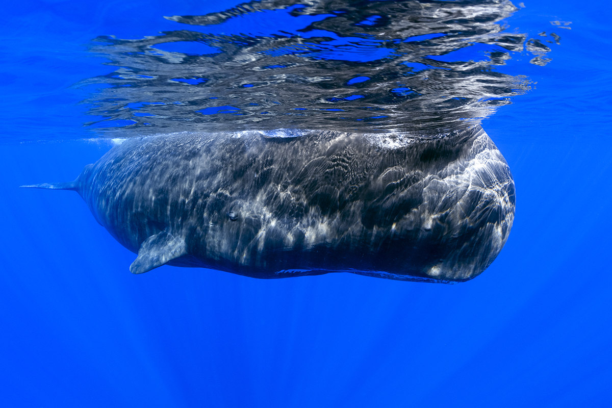 Sperm whale or cachalot (Physeter macrocephalus) is the largest of the toothed whales and the largest toothed predator. Mature males average 16 metres (52 ft) in length, with the head representing up to one-third of the animal's length. To hunt for their prey (large deep sea squid) sperm whales routinely dive to 2,250 metres (7,380 ft) down.