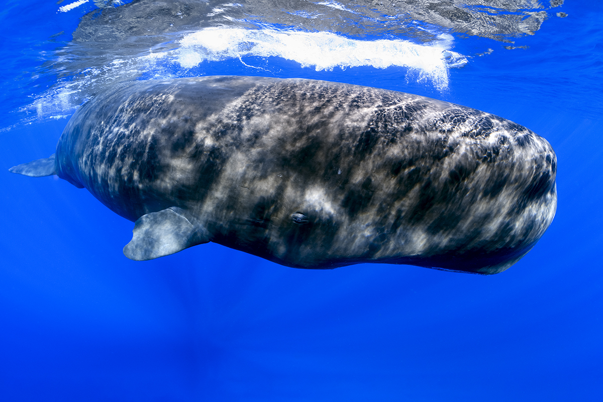 Sperm whale or cachalot (Physeter macrocephalus) is the largest of the toothed whales and the largest toothed predator. Mature males average 16 metres (52 ft) in length, with the head representing up to one-third of the animal's length. To hunt for their prey (large deep sea squid) sperm whales routinely dive to 2,250 metres (7,380 ft) down.