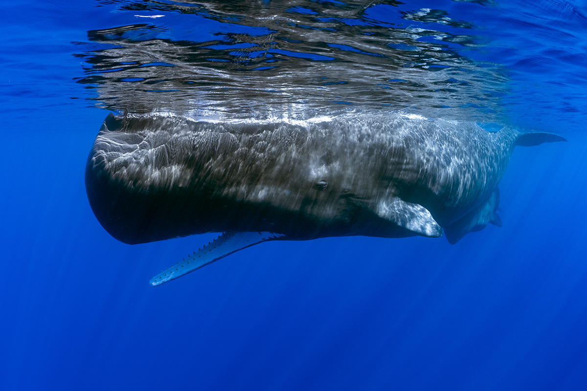 Sperm whale or cachalot (Physeter macrocephalus) is the largest of the toothed whales and the largest toothed predator. Mature males average 16 metres (52 ft) in length, with the head representing up to one-third of the animal's length. To hunt for their prey (large deep sea squid) sperm whales routinely dive to 2,250 metres (7,380 ft) down.