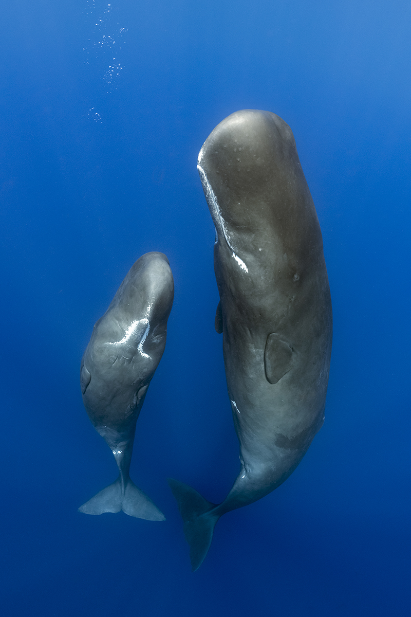 Sperm whale or cachalot (Physeter macrocephalus) is the largest of the toothed whales and the largest toothed predator. Mature males average 16 metres (52 ft) in length, with the head representing up to one-third of the animal's length. To hunt for their prey (large deep sea squid) sperm whales routinely dive to 2,250 metres (7,380 ft) down.