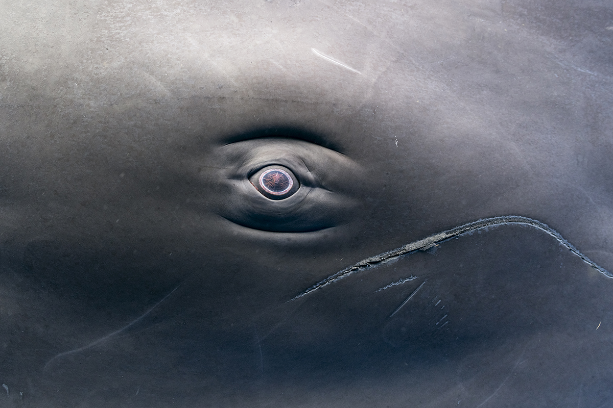 Sperm whale or cachalot (Physeter macrocephalus) is the largest of the toothed whales and the largest toothed predator. Mature males average 16 metres (52 ft) in length, with the head representing up to one-third of the animal's length. To hunt for their prey (large deep sea squid) sperm whales routinely dive to 2,250 metres (7,380 ft) down.